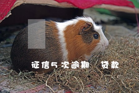 征信5次逾期 贷款 征信5次逾期 贷款